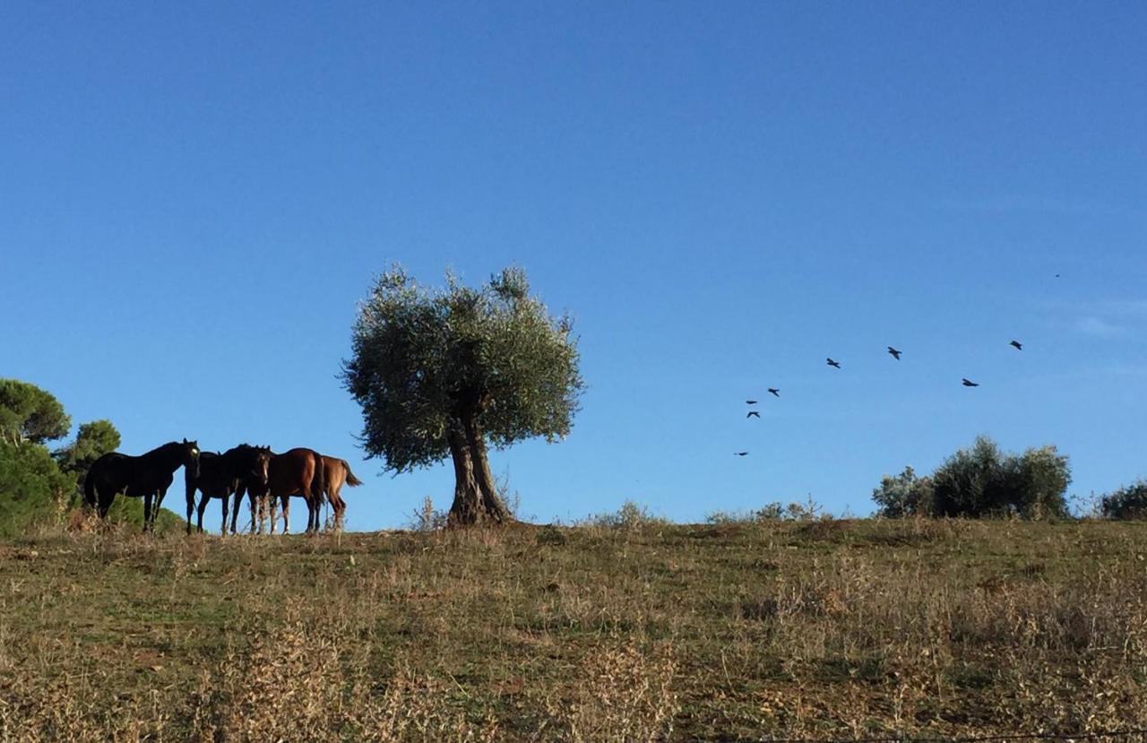 Agriturismo La Valentina Nuova 탈라모네 외부 사진