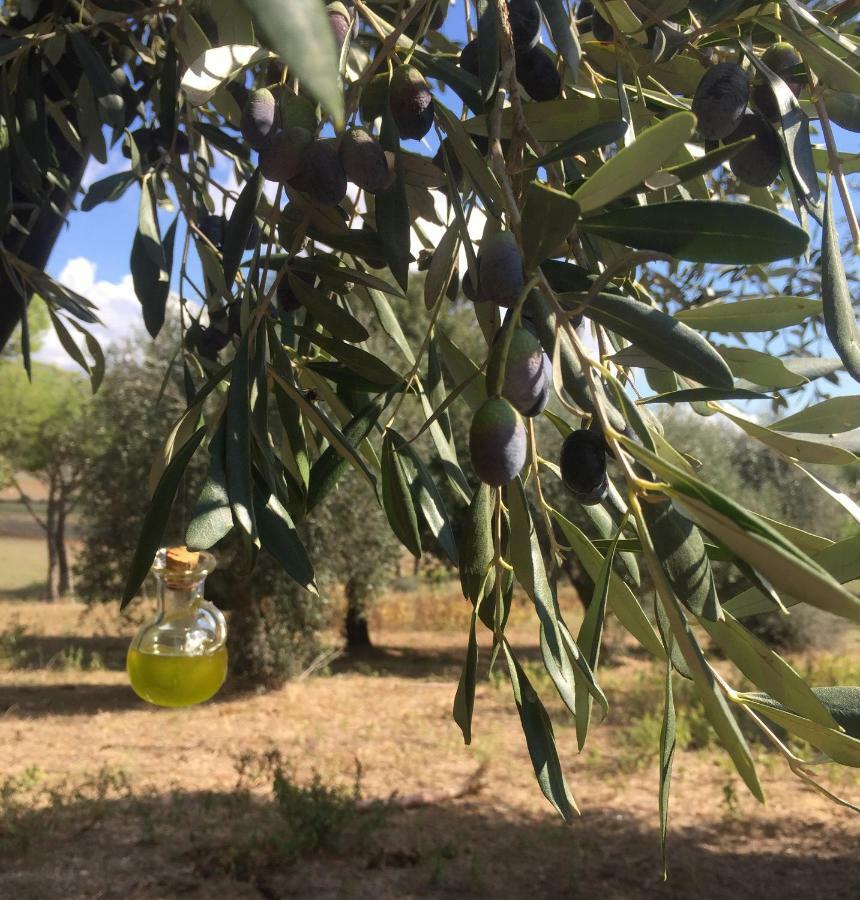 탈라모네 Agriturismo La Valentina Nuova 빌라 외부 사진