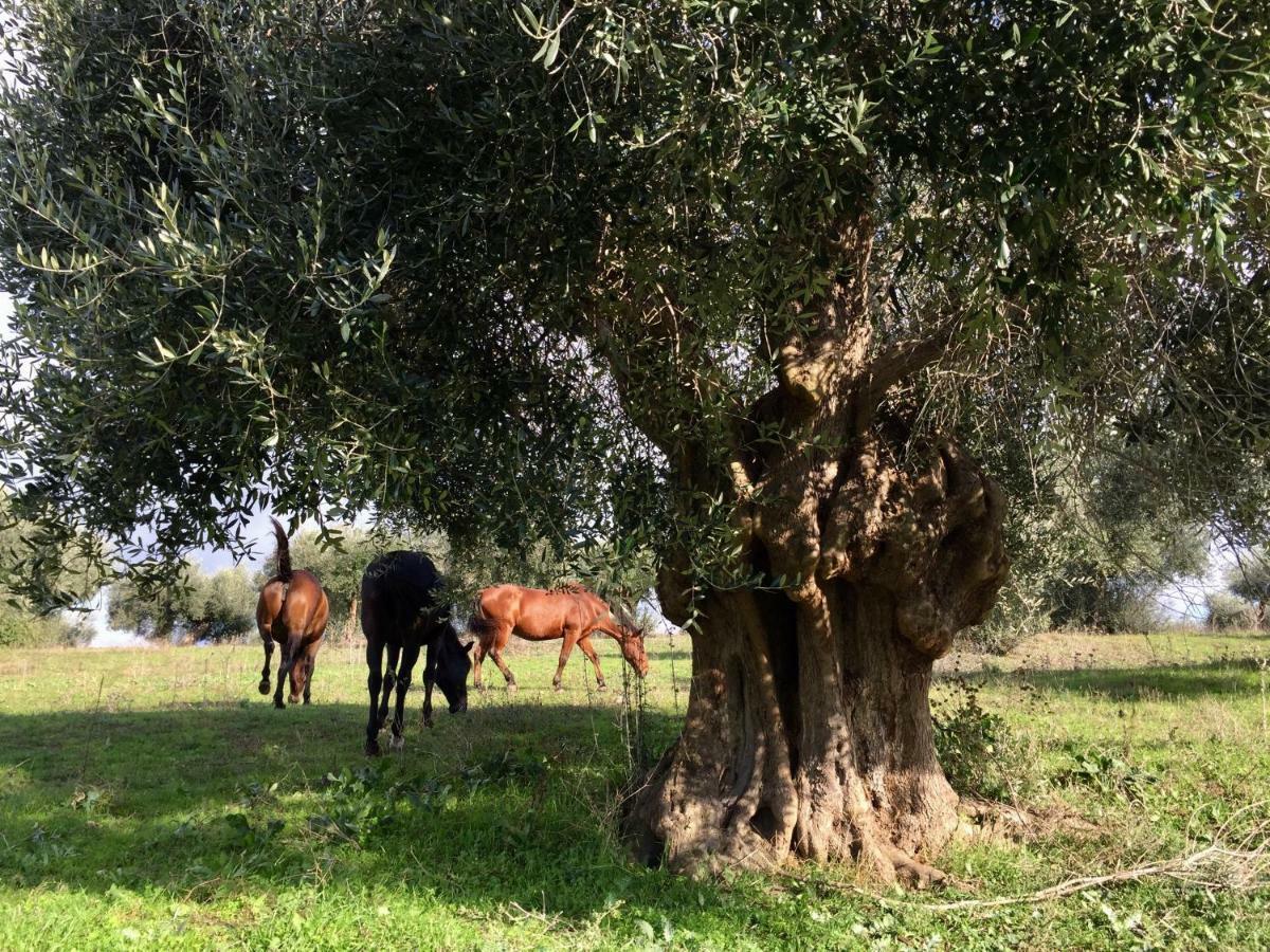 Agriturismo La Valentina Nuova 탈라모네 외부 사진